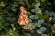 Dryas iulia moderata