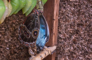 Morpho peleides