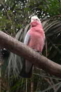 Cacatua Galag. Eolophus roseicapilla