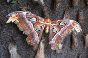 Attacus atlas