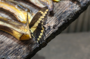 Papilio cresphontes