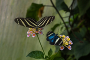 Heliconius charithonius i Heliconius doris