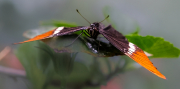 Siproeta epaphus