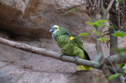 Amazona aestiva