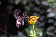 Papilio anchisiades