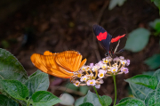 Heliconius melpomene i Dryas iulia