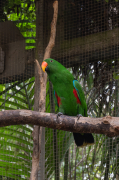 Eclectus roratus