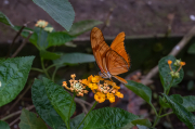 Dryas iulia