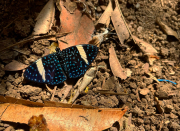 Hamadryas amphinome
