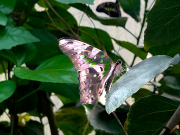 Graphium agamemnon