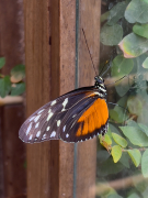 Heliconius hecale