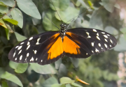 Heliconius hecale