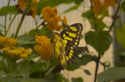 Siproeta stelenes