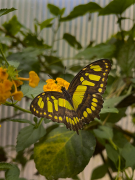 Siproeta stelenes