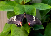 Papilio anchisiades