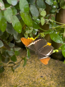 Siproeta epaphus