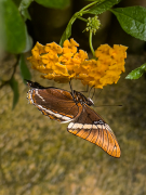 Siproeta epaphus
