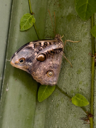 Opsiphanes tamarindi