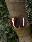 Opsiphanes tamarindi
