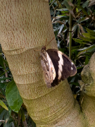 Opsiphanes tamarindi