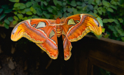 Attacus atlas II