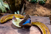 Morpho peleides
