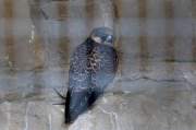 Pollet de Falcó de la reina (Falco eleonorae)