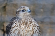 Grifó o falcó grifó (Falco rusticolus)