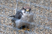 Falcó llaner (Falco biarmicus)