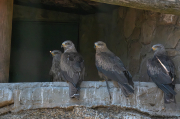 Milà Negre ( Milvus Migrans )