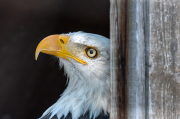 Àliga de Cap Blanc (Haliaeetus leucocephalus)