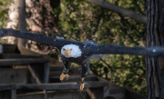 Àliga de Cap Blanc (Haliaeetus leucocephalus)