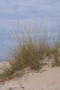 Plantes de dunes 1: Ammophila arenaria