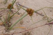 Plantes de dunes 7: Cyperus capitatus