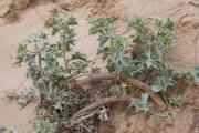 Plantes de dunes 8: Eryngium maritimum