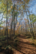 A la fageda d'en Jordà