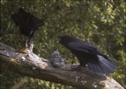 Corb (Corvus corax) desplomant i menjant-se un colom