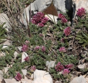 Anthyllis montana Fabaceae.