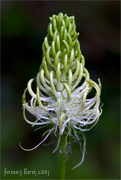 Phyteuma spicatum subsp. pyrenaicum (Rich. Schulz) O. Bolòs & Vigo