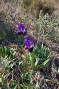 Lliri blau (Iris germanica) 1de2