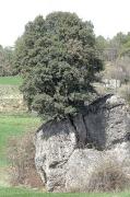 Alzina. Encina (Quercus ilex)