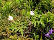 Buíxol (Anemone nemorosa)
