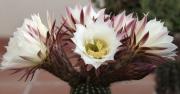 Cactus pygmaeocereus biebli
