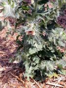 Herba caixalera, beleño blanco (Hyoscyamus albus)