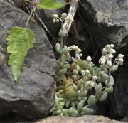 Crespinell glauc (Sedum dasyphyllum )