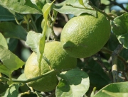 Llimones (Citrus limonum)