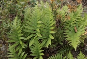Falguera, Polipodi (Polypodium vulgare) + boix (Buxus sempervirens)
