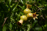 Magrana (Punica granatum)