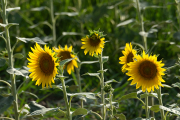 Girasol (Helianthus annuus)