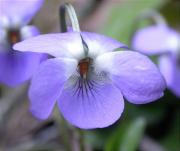 Viola boscana (Viola alba)